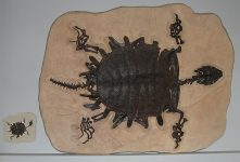 Turtle_fossil_cast