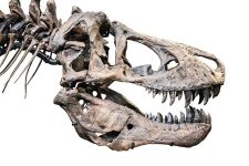 Tyrannosaurus_rex_skull_cast_(MOR980)