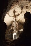 Ursus_skeleton_Grotta_del_Vento