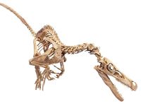 Velociraptor_skeleton_white_background