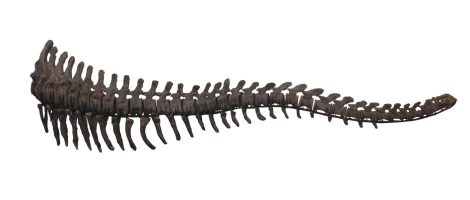 Camarasaurus Tail
