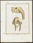 lossy-page1-640px-Trichechus_rosmarus_-_kaak_-_1700-1880_-_Print_-_Iconographia_Zoologica_-_Special_Collections_University_of_Amsterdam_-_UBA01_IZ21100021.tif